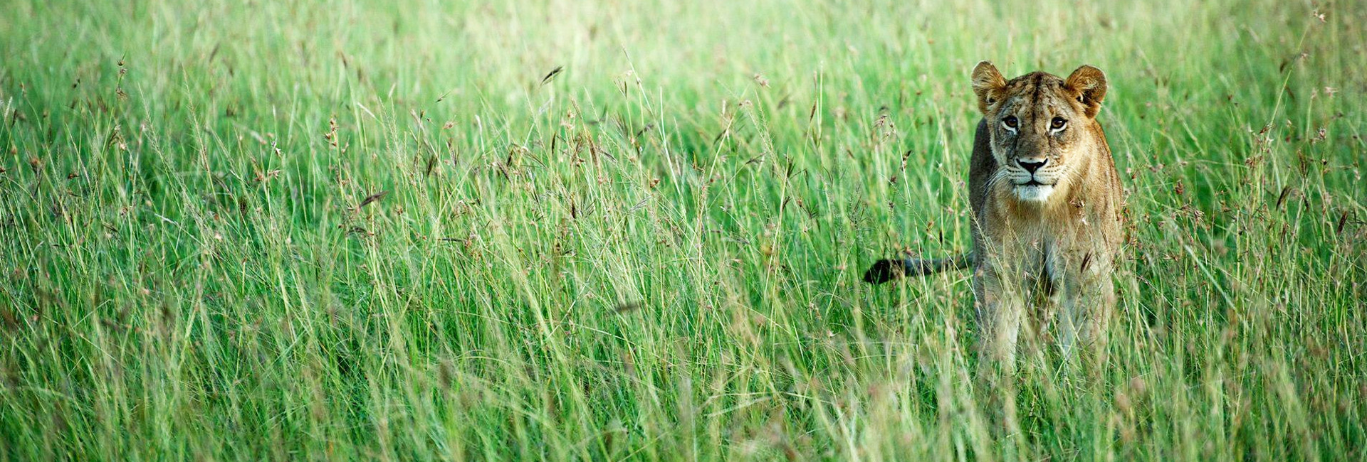 5 Day Lake Manyara Serengeti And Ngorongoro Mid-Range