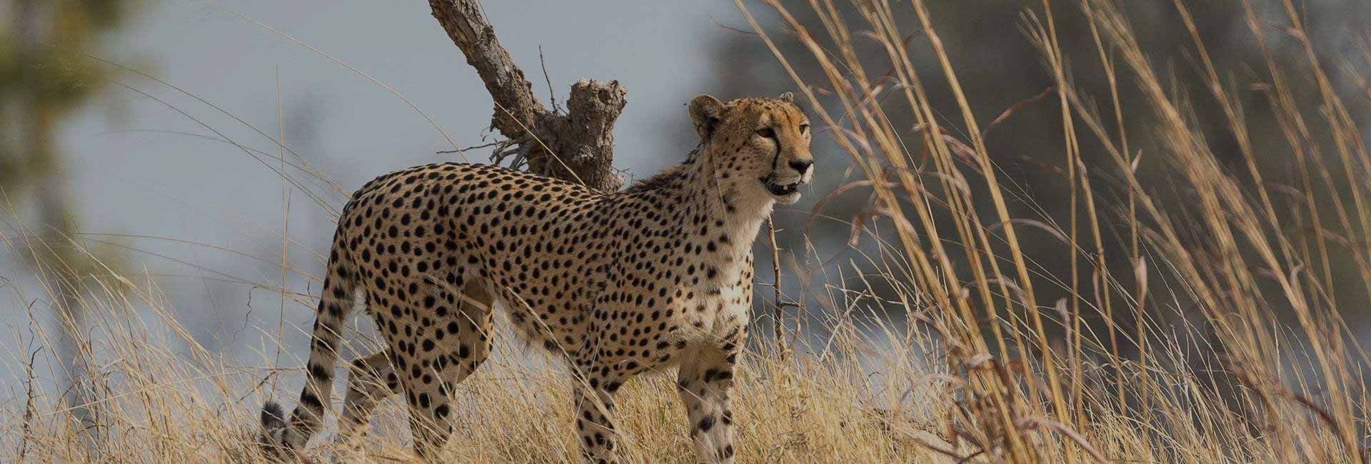 Victoria Falls To Hwange National Park